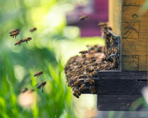 Activité intense à l'entrée de la ruche