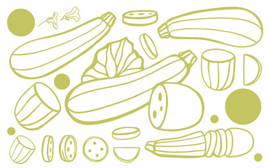 Isolated vector set of hand drawn fresh green zucchini with leaves and flowers on a white background. botanical realistic squash fruit illustration. Sliced zucchini.