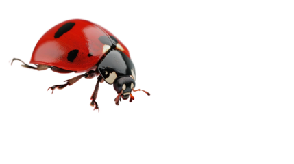 Ladybug Close-Up