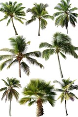 A group of palm trees against a clean and simple white background