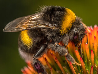 A bumblebee pollinating echinacea flowers