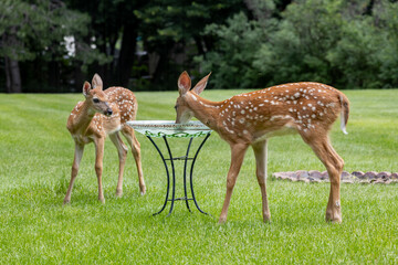 Close up view of a pair of white-tailed deer fawns drinking water at a residential bird bath in a large grass lawn
