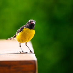 Bird on a table
