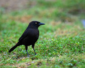 Blackbird on grass. Caribbean Grackle. 