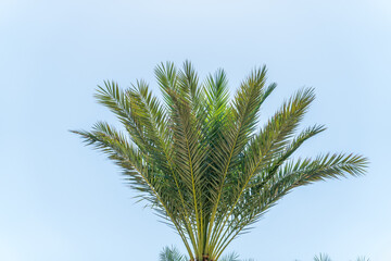 Palm tree with green leaves on blue background