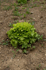 A vibrant green lettuce plant growing in a cultivated garden. The image captures the essence of organic farming and fresh produce. Ideal for themes of agriculture, gardening, and healthy eating.