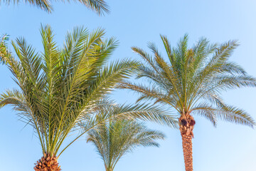 Palm tree with green leaves on blue background