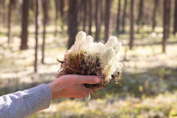 Lichen in the forest .Ecology in the forest area.