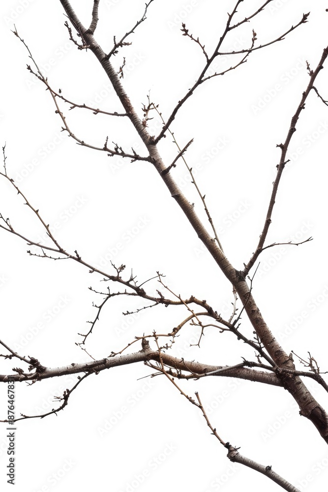 Poster a bird sits on the top of a tree branch, looking out into the distance
