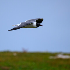 seagull in flight