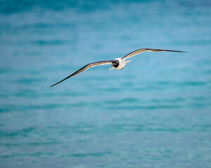gull in flight