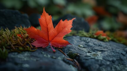 Autumn leaf. Cozy environment. Autumn background