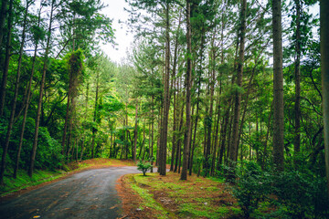 Naklejka premium road in the forest