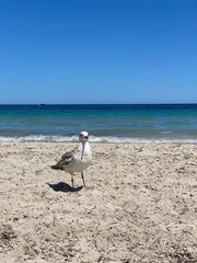 A white seagull is standing on the sand on the beach near the Mediterranean Sea