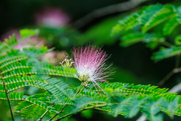 ふわふわとしたネムノキの花