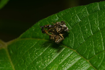 他の昆虫の死骸を鎧にした不思議な虫