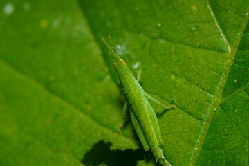 葉に止まるヤブキリの幼虫
