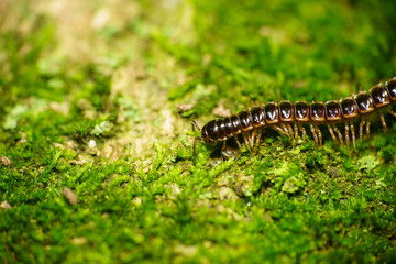 苔の上を歩くヤスデ