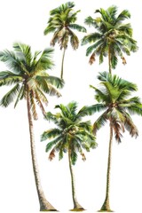 Group of palm trees on a simple and clean white background, suitable for various graphic designs, presentations, or websites