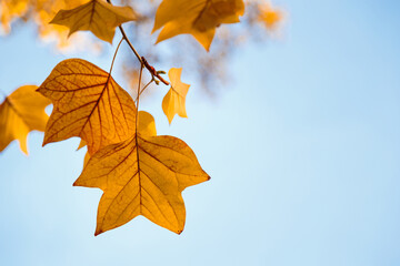 Orange autumn leaves of a tulip tree against the sky. The bright autumn sunny day