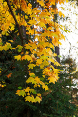 Orange, yellow and green leaves on the branches of a tulip tree. The bright autumn day. Autumn leaves