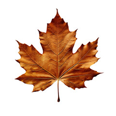 autumn maple leaf isolated on transparent background