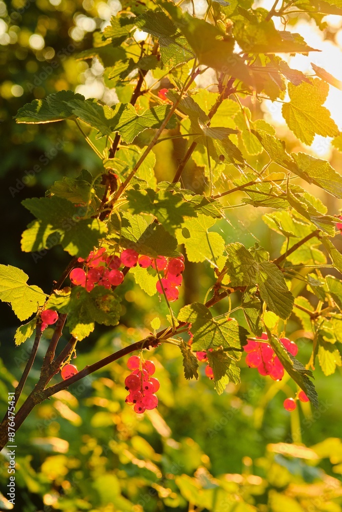 Wall mural Red currant bushes with berries in the sunset light in the garden. Gardening, life outside the city.