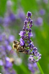 wasp on a branch of blooming lavender in the park