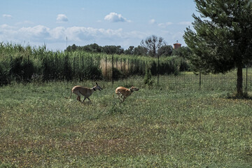 Ivo, the spanish greyhound with friends running and playing in a park