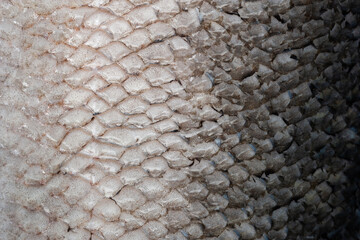 Salmon texture. Abstract texture of salmon skin close-up © Alex Puhovoy