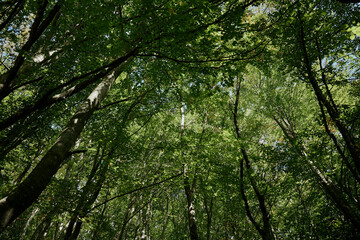 Tranquil Forest Canopy with Lush Green Leaves in Wooded Area Providing Shade and Serenity Nature Scenery View