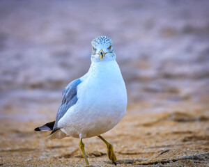 Ring-billed gull on the Florida Coast