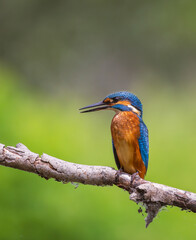 kingfisher on branch
