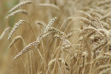 ripe golden ears of wheat in the field