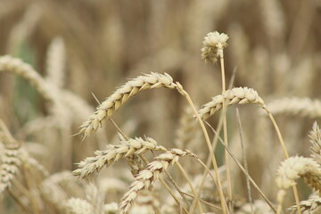 Fototapeta premium ripe golden ears of wheat in the field