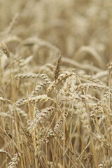 ripe golden ears of wheat in the field