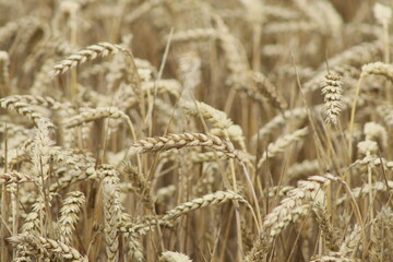 ripe golden ears of wheat in the field
