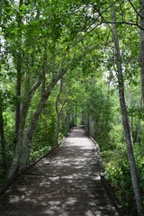 Fototapeta premium path in the forest