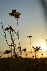 silhouette of flowers in the sunset