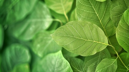 Fototapeta premium a close up of a green leafy plant with a blurry background