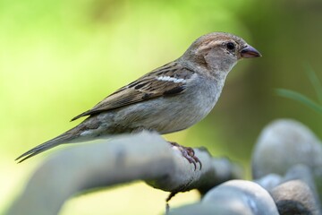 House sparrow, female on a stick near stones. Czechia. 