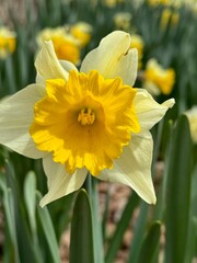 Daffodil
