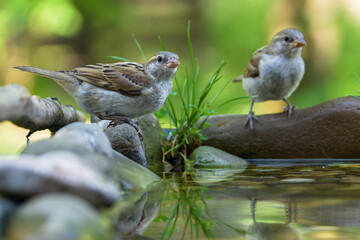 Two young house sparrows by the water bird watering hole. Czechia. 