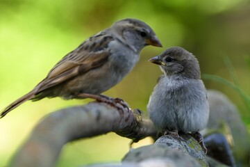  Two young sparrows on a stick by the stones. Czechia.
