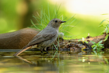 Young black redstart - Phoenicurus ochruros stands in the water of a bird watering hole. Czechia. 