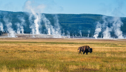 Early morning at Yellowstone National Park with Buffalo at the geyser basin © Craig Zerbe