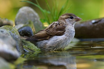  Young sparrow stands in the water near the stones. Czechia. 