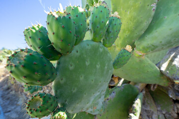 Green indian figs in the process of development in the form of bunches clinging to their broad leaves.
