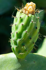 Green indian figs in the process of development in the form of bunches clinging to their broad leaves.