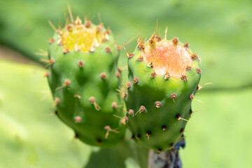 Green india fig in development process with flower traces
